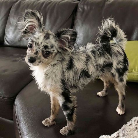 Blue Merle Chihuahua, Merle Chihuahua, Chihuahua Art, Baby Chihuahua, Chihuahua Puppies For Sale, Long Haired Chihuahua, Animals Amazing, Cute Chihuahua, Puppies And Kitties