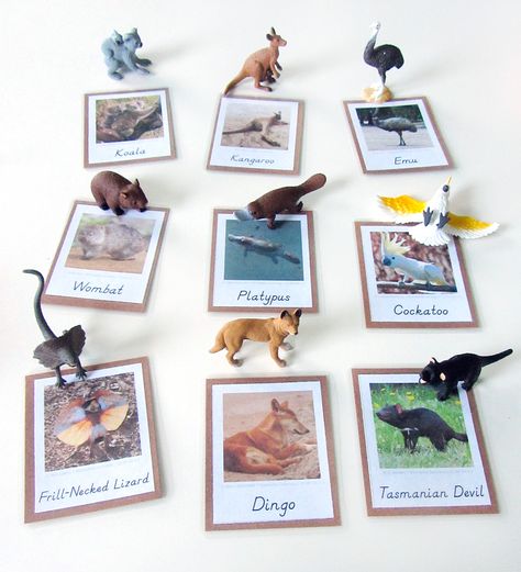 Animals of Australia for the Montessori Wall Map & Quietbook with Printables from Imagine Our Life Animals Of South America, South America Preschool, South America Montessori, Montessori Culture, Continent Boxes, Animals Of Australia, Montessori Wall, America Continent, Montessori Geography