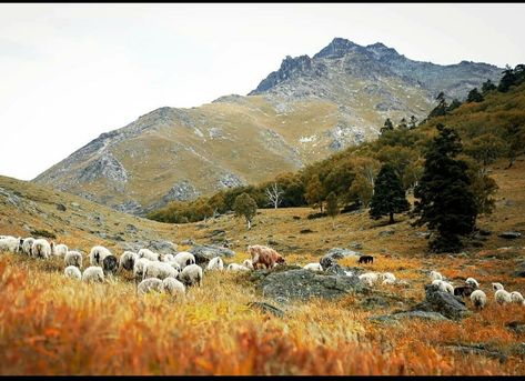 Sheep Mountain, Rocky Landscape, Sheep Dog, Sheep Art, Flowers Photography Wallpaper, Coban, Watercolor Art Lessons, Photography Wallpaper, Rolling Hills