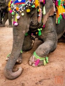 Laos Elephant Festival Laos Landscape, Elephant Festival, Laos Culture, Ho Chi Minh Trail, Southeast Asia, Laos, Animal Lover, Pinterest Likes, Vietnam