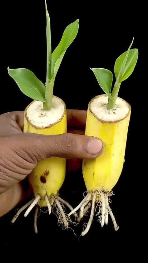 Potted Fruit Trees, How To Grow Bananas, Vegetables In Pots, Growing Vegetables In Pots, Grafting Plants, Garden Hacks Diy, Banana Plant, Growing Fruit Trees, Small Vegetable Gardens