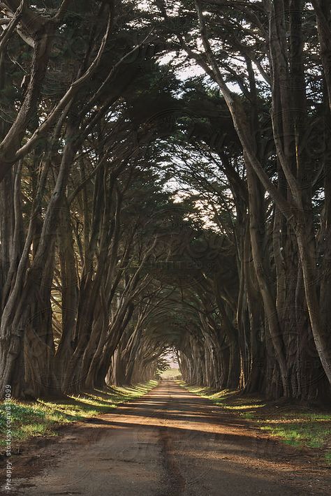 Cypress tree tunnel at the Point Reyes Station, Point Reyes National Seashore, Marin County, California, USA. Cypress Tree Tunnel, Marin County California, Point Reyes National Seashore, Tree Tunnel, Point Reyes, Marin County, Cypress Trees, California Usa, Royalty Free Stock Photos