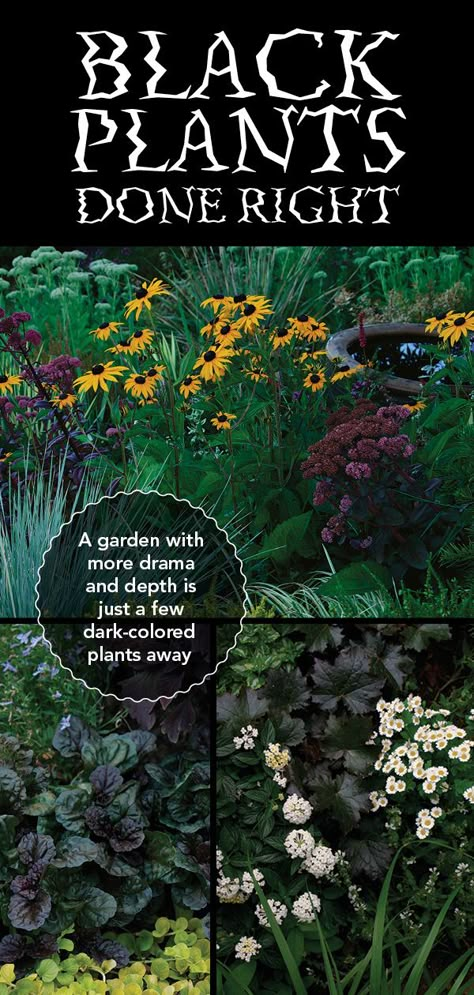 Gothic Flower Bed Ideas, Black White And Green Garden, Black Flowers Garden, Black Vegetable Garden, Black Perrenial Flowers, Garden Gothic Aesthetic, Black Garden Flowers, Black Flower Garden Ideas, Black Perennial Flowers