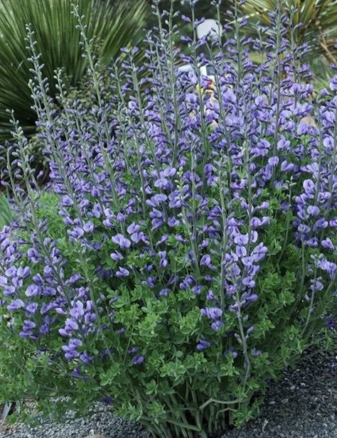 Baptisia Plant, Blue Flowering Plants, False Indigo, Baptisia Australis, Naturalistic Garden, Wild Indigo, Indigo Plant, Blue Bonnet, North Garden