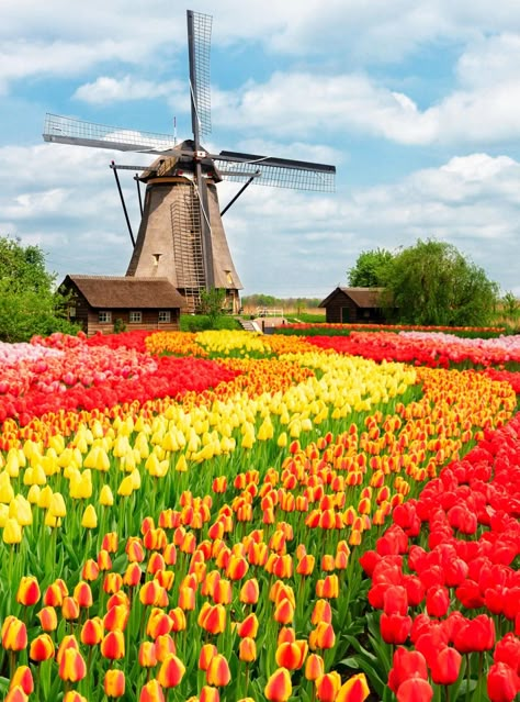 Tulip Field, Dutch Tulip, Dutch Windmills, Tulip Fields, Most Beautiful Gardens, Download Cute Wallpapers, Cross Paintings, Scenery Wallpaper, 그림 그리기