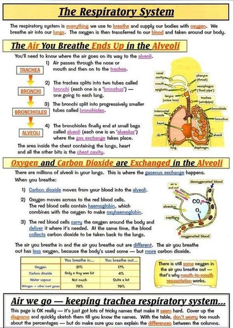 Nursing School Studying Cheat Sheets, Emt Study, Learn Biology, خريطة ذهنية, Nursing School Essential, The Respiratory System, Nursing School Motivation, Basic Anatomy And Physiology, Nurse Study Notes