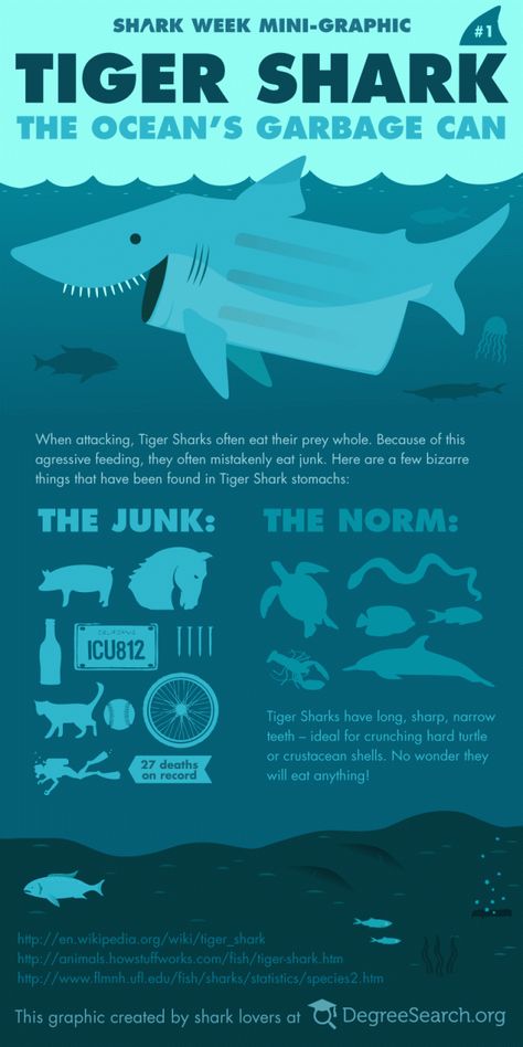 The Garbage Can of the Sea. Top 10 Fun Facts About Tiger Sharks! - Cool and Interesting Facts for Kids Fun Facts About Sharks, Tiger Facts, Tiger Sharks, Save The Sharks, Happy Shark, Shark Facts, Fun Facts For Kids, Marine Creatures, Shark Bait