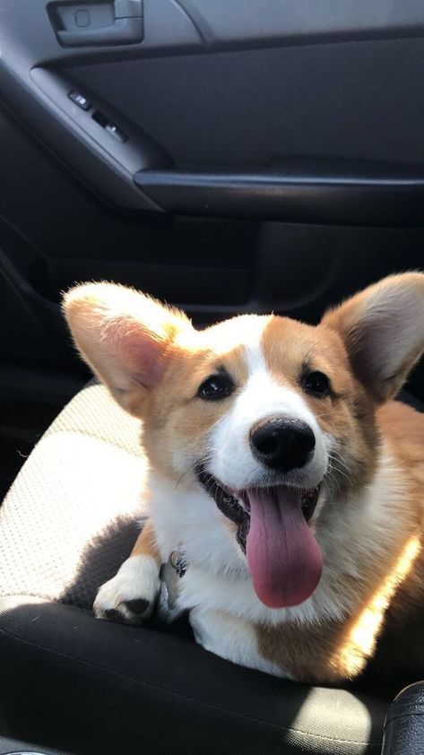 Cute Corgi Wallpaper, Corgi Wallpaper Iphone, Corgi Wallpaper, Cute Corgi Puppy, Wallpaper Tumblr, Corgi Puppy, Cute Corgi, Cute Dogs And Puppies, Corgi Dog