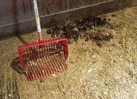 Donkey Poop - The Ultimate Guide: How to Use It, Dispose of It, and More Donkey Enclosure, Donkey Enrichment, Donkey Pen, Donkey Care, Grass Hay, Mini Donkey, Miniature Donkey, Digestive Juice, A Donkey