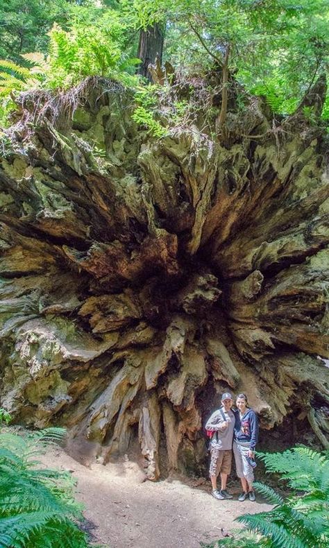 Massive Tree, Avenue Of The Giants, Humboldt Redwoods State Park, Weird Trees, Train Wreck, Old Trees, The Giants, Unique Trees, Big Tree