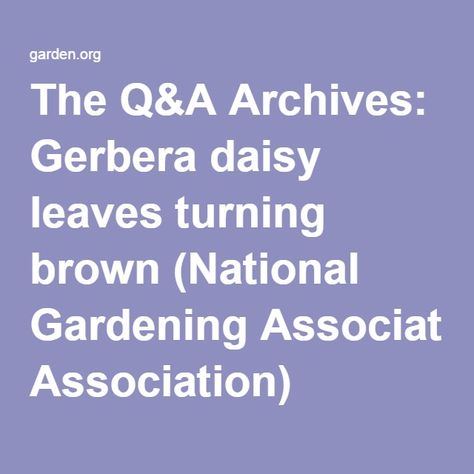 The Q&A Archives: Gerbera daisy leaves turning brown (National Gardening Association) Gerbera Plant, Daisy Leaves, Gerbera Daisy, Green Thumb, Plant Leaves, Turning, Daisy, Turn Ons, Green