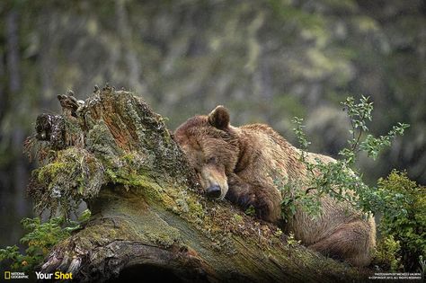 Top Shot: Au Naturel Nap http://on.natgeo.com/1CCBpru Animals Sleeping, Bear Sleeping, Sleeping Animals, Sleeping Bear, Love Bear, Grizzly Bear, National Geographic Photos, Black Bear, Animal Photo