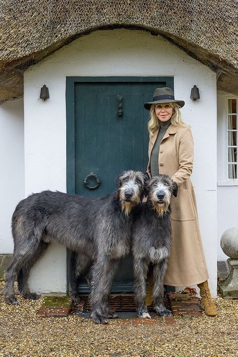 Teal Cottage, Wolfhound Puppies, Irish Wolfhound Puppies, Irish Wolfhound Dogs, Wolfhound Dog, Scottish Deerhound, Irish Wolfhound, Best Dog Breeds, Saint Patricks