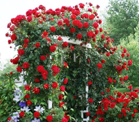 Lady in Red (Large ruffled old-fashioned Red - Climber) The large ruffled flowers will take your breath away. You will fall in love with her study, fast-growth covered in classic red flowers. No other climbing rose shows off masked in red like this lady. Pruning Climbing Roses, Yellow Climbing Rose, White Climbing Roses, Red Climbing Roses, Rose Plant Care, Tattoos Rose, Floribunda Roses, Bush Garden, Aesthetic Plants