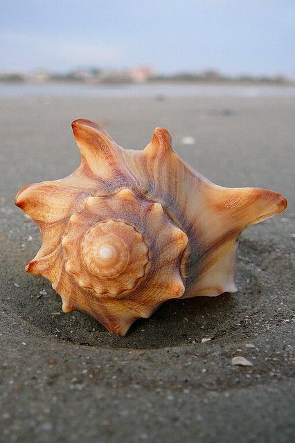 Ꮥ ҽ α ʂ Ꭵ ɖ ҽ A Sea, The Sand, Sea Shell, At The Beach, Close Up, The Beach