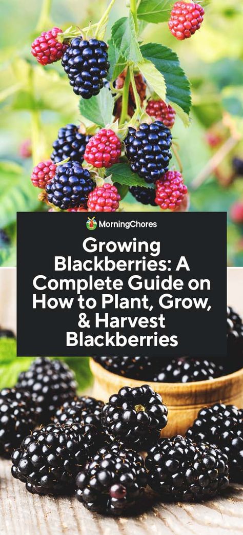 Growing Blackberries: A Complete Guide on How to Plant, Grow, How To Grow Blackberries, Grow Blackberries, Plantarea Legumelor, Gemüseanbau In Kübeln, Blackberry Plants, Growing Blackberries, Berry Garden, Growing Fruit Trees, Sustainable Gardening