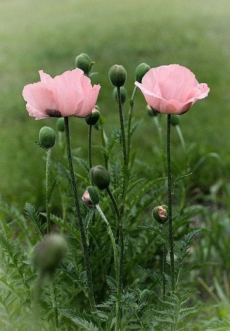 Raindrops and Roses — earthlyenchantment: (via Pinterest) Pink... Succulent Tree, Raindrops And Roses, Have Inspiration, Pink Poppies, Arte Floral, Poppy Flower, Beautiful Blooms, Flowers Nature, Flower Photos