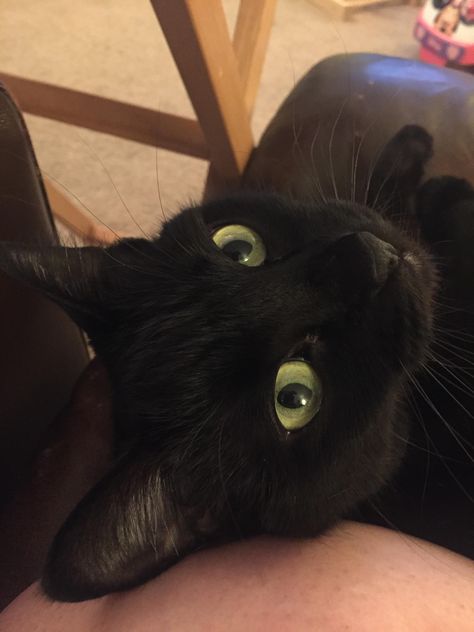 My House Panther Hazel. Her Nickname is Moo Black Cat With Hazel Eyes, Cat With Hazel Eyes, Cat Book, Cat Images, A Black Cat, Hazel Eyes, Black Cats, My House, A Black