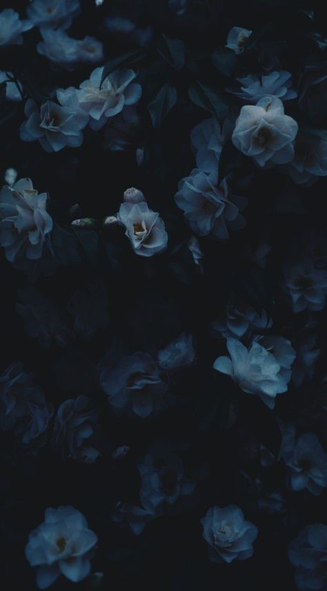 Blurry Flower Aesthetic Wallpaper, Moody Floral Background, Dark Blue Asthetics Wallpers, Navy Blue Flowers Wallpaper, Hydrangea Phone Wallpaper, Blue Roses Aesthetic Wallpaper, Dark Blue Flowers Aesthetic, Dark Floral Wallpaper Iphone, Dark Blue Aesthetic Images