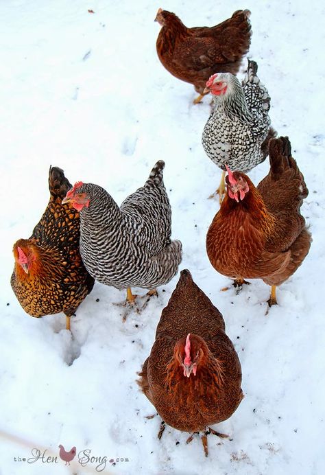 Chickens In The Winter, Bird Sanctuary, Beautiful Chickens, Keeping Chickens, Building A Chicken Coop, Lambada, Chickens And Roosters, Chicken Breeds, Pet Chickens