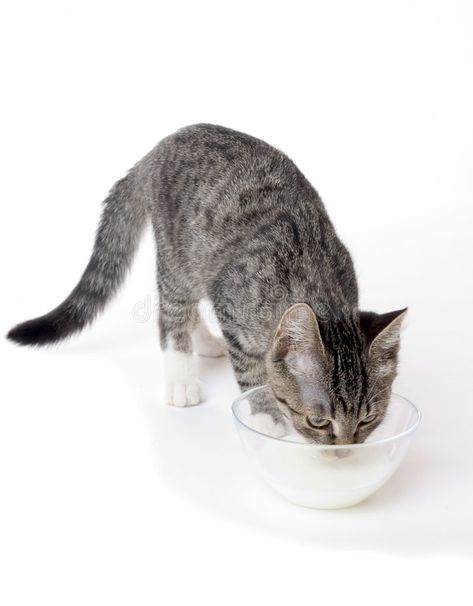 Cat with milk. Little cat is drinking milk #Sponsored , #PAID, #Paid, #Cat, #cat, #drinking, #milk Cat Drinking Milk, Cat Diseases, Serious Cat, Cats And Cucumbers, Wonder Pets, Drinking Milk, Kitten Images, Image Chat, Lactose Intolerant