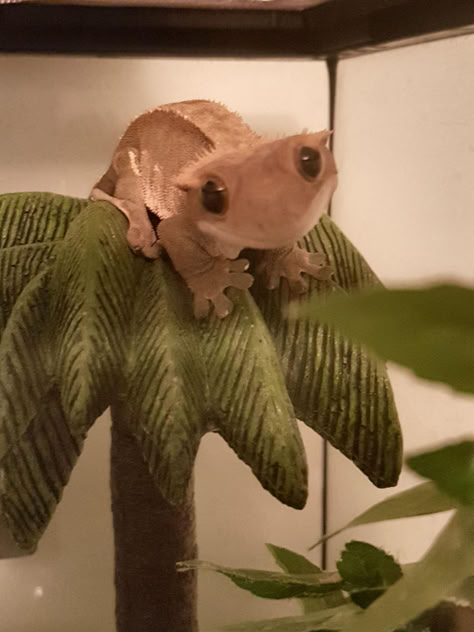 Crested Gecko, A Frog, Gecko, Funny Animal, Pet, Funny, Wall, Green, Animals