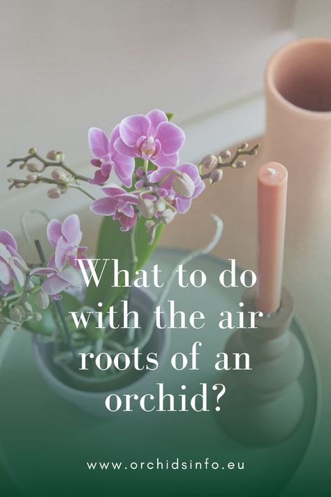 It’s common knowledge that a plant has roots, but the air roots of an orchid are a little less known. So you’re probably wondering what they are, what their function is and whether you can cut off an orchid’s air roots. Read all about it in this article! Orchid Care Rebloom, Indoor Orchid Care, Orchid Rebloom, Repotting Orchids, Blooming Orchid, Indoor Orchids, Orchid Roots, Root System, Orchid Care