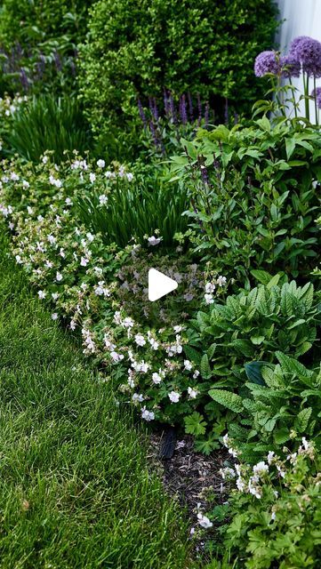 Kaleb Wyse on Instagram: "If you want a full-sun, slightly drought-tolerant ground cover, try this Cranesbill Geranium Biokovo!" Backyard Landscaping Drought Tolerant, Geranium Biokovo, Kaleb Wyse, Wyse Guide, Cranesbill Geranium, Farm Landscape, Garden Hacks, Backyard Flowers, Ground Cover Plants