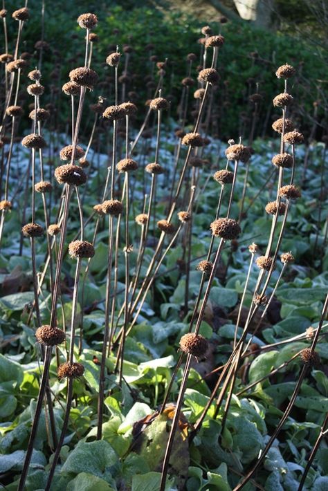 Phlomis Russeliana (Turkish Sage) - seed heads - hardy to zone 4. Phlomis Russeliana, Naturalistic Garden, Eco Garden, Sage Plant, Winter Plants, Patio Plants, School Garden, Winter Flowers, Garden Borders