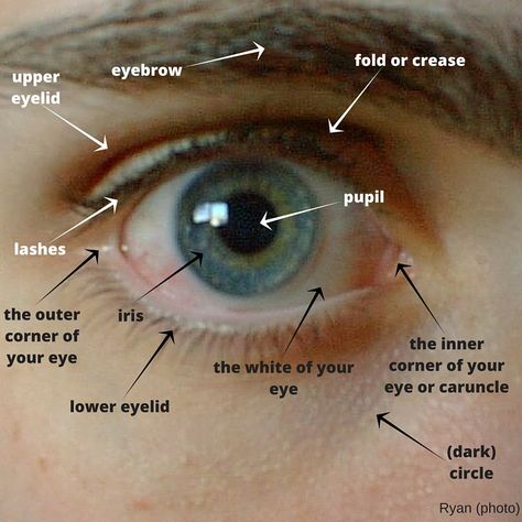 I promised we’d do something easy this time. I realised that some students of mine didn’t know what you call the parts of the eye. Yes, the black thing inside is a pupil, the same word … Parts Of The Eyes Worksheet, Eye Parts Name, Parts Of The Eyes, Parts Of An Eye, Photo Editing Apps Iphone, We Are Not The Same, Birth Colors, Study English Language, Eye Parts