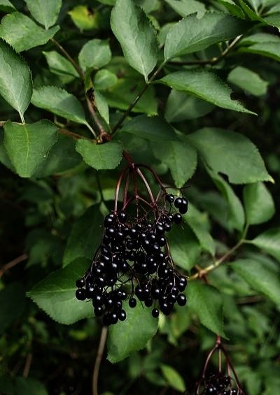 Elderberry Tree, Elderberry Juice, Black Berries, Survival Gardening, Attracting Bees, Wild Edibles, Trees And Shrubs, Natural Healing, Plant Leaves