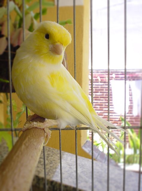 Canary Bird Aesthetic, Canaries Bird Pets, Cute Pet Birds, Canaries Bird, Pet Canary, Domestic Canary, Canary Aesthetic, Yellow Canary, Canary Birds