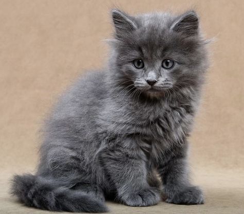 Blue Siberian Cat, Grey Siberian Cat, Gray Kitten, Siberian Kittens, Chartreux Cat, Grey Kitten, Types Of Cats, Siberian Cat, Forest Cat