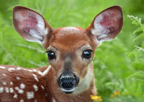 Shenandoah National Park . Barbara Statas Deer Eyes, Roping Horse, Eyes Painting, Fawns Deer, Deer Illustration, Doe Eyes, Shenandoah National Park, Deer Art, Painting Subjects