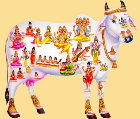 Cow with 33 Million Devtas Bhagavata Purana, Cow Pictures, Indian People, Lord Shiva Family, Hindu Mythology, Mother Goddess, Hindu Deities, Indian Gods, Krishna Art