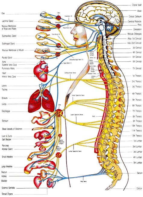 Das vegetative Nervensystem , das als das Steuersystem fungiert die Organe des Körpers zu laufen unsere Gesamtfunktion aufrecht zu erhalten. Sehen Sie, wo diese Funktionen stammen und in der Wirbelsäule führen . Dies entspricht auch Verletzungen und einige Symptom Auftreten . Punkty Spustowe, Nervus Vagus, Sistem Saraf, Human Body Anatomy, Spine Health, Autonomic Nervous System, Human Anatomy And Physiology, Medical Anatomy, The Nervous System