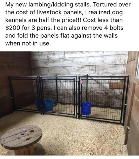 Lambing Pens Diy, Horse Stall Dog Kennel, Kidding Stalls For Goats, Show Lamb Pen Ideas, Show Lamb Pens, Diy Goat Stalls, Kidding Pens For Goats, Small Goat Barn Ideas, Lamb Pen Ideas