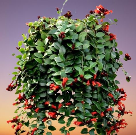 Aeschynanthus radicans (Lipstick Plant) Care and Propagation Lipstick Plant Care, Lipstick Plant, Plant Mama, Insecticidal Soap, Cool Mist Humidifier, Neem Oil, Flowering Plants, Vibrant Flower, Grow Lights