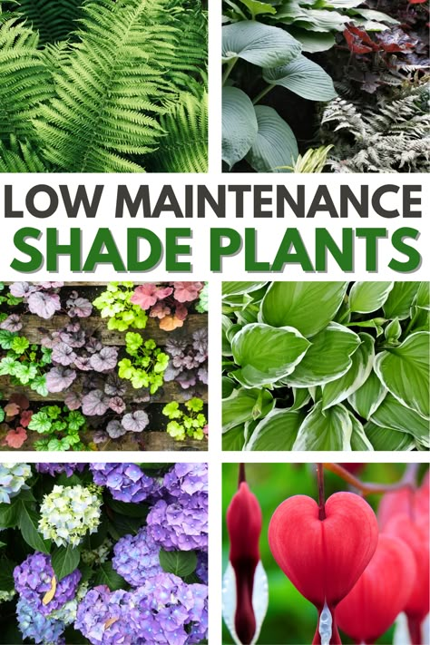 Low Maintenance Shade Plants will help you have the garden space you want even if your yard has lots of shade or partial shade. #lowmaintenanceshadeplants #shadegarden #shadeplant #lowmaintenance #shadelovingplants Shade Perennial Garden, Moderne Have, Shade Landscaping, Shady Garden, Shade Loving Perennials, Shade Garden Plants, Front Yard Garden Design, Shade Flowers, Shade Perennials