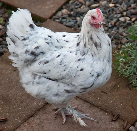 Splash Copper Marans - another of my egg layers Copper Maran, Maran Chickens, Orpington Chickens, Araucana Chickens, Black Copper Marans, Wyandotte Chicken, Chicken Poop, Raising Chicks, Fancy Chickens