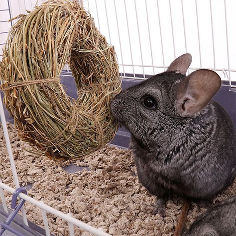 Diy Chinchilla Toys, Chinchilla Cage Accessories, Chinchilla Care, Chinchilla Cute, Chinchilla Toys, Chinchilla Pet, Chinchilla Cage, Rat Toys, Animal Supplies