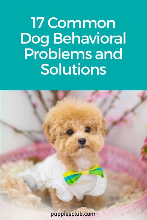 common-dog-behavioral-problems-and-solutions Raising Puppies, Shih Tzu Training, Dog Sleeping Positions, Facts About Dogs, Behavior Tips, Aggressive Behavior, Dog Body Language, Dog Behavior Training, Sitting Dog