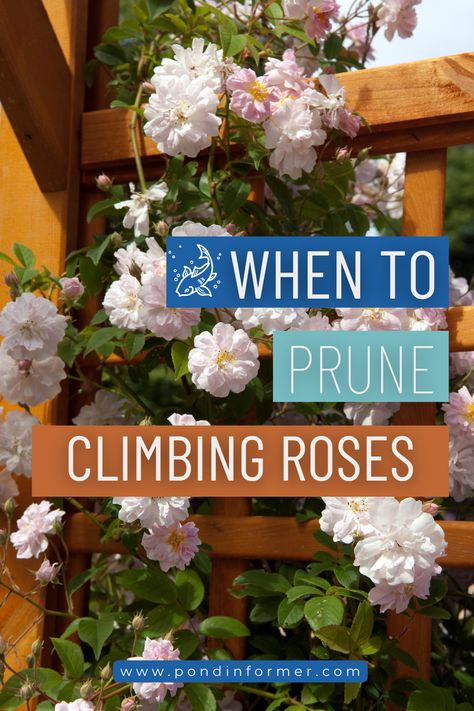 Pruning Climbing Roses For Winter, Pruning Climbing Roses, Rose Pruning, Raised Gardens, Pruning Roses, Cottage Flowers, Climbing Rose, Floating Plants, Perennial Shrubs