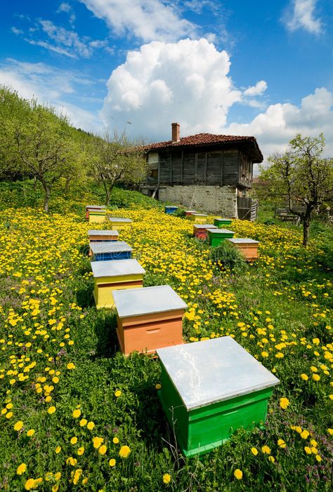 Old house and apiary. Old wooden house and colorful apiary with yellow flowers , #SPONSORED, #wooden, #apiary, #house, #flowers, #yellow #ad Apiary Design, Old Wooden House, Fields Painting, Field Paint, House Flowers, Cowboy Romance, Future Farms, Bee Farm, Link Art