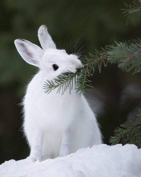 Delightfully Manic — maureen2musings: Snowshoe Hare  jessfindlay Snowshoe Hare, Arctic Hare, Bunny Pictures, Winter Animals, White Rabbit, Animal Photo, Nature Animals, Winter Scenes, 귀여운 동물