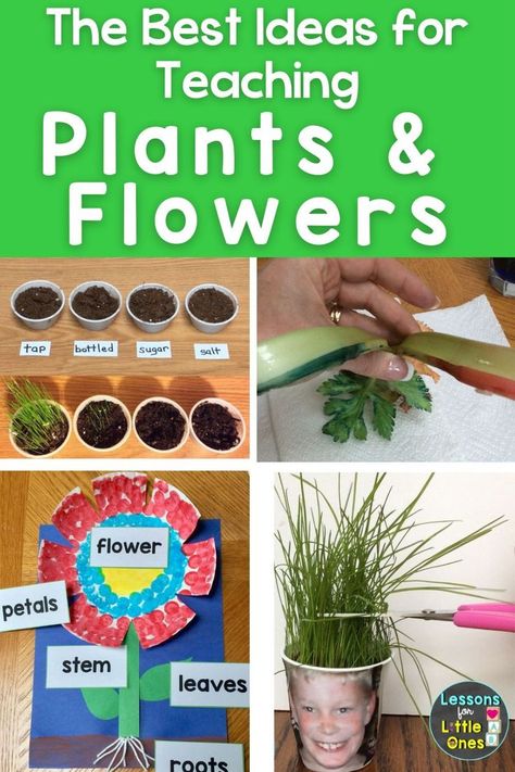 The best ideas for teaching how plants grow, what plants need to grow, the parts of a flower, & how to plant seeds to your preschool, kindergarten, first grade students. Click for hands-on, engaging activities and experiments for your spring plant or flower unit.