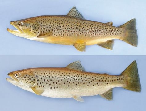 Brown Trout Fish Wood Carving, Trout Art, Brown Rainbow, Sweet Briar, Brook Trout, Atlantic Salmon, Rainbow Fish, Brown Trout, Rainbow Trout