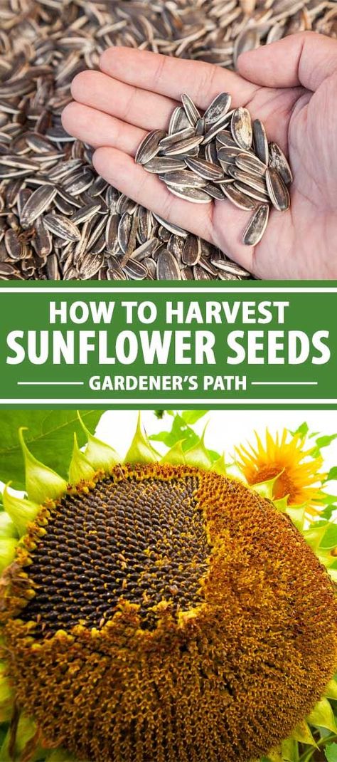 How To Dry Out Sunflowers For Seeds, Sunflower Seed Harvesting, How To Harvest Sunflower Seeds To Eat, Harvesting Sunflower Seeds To Eat, How To Save Sunflower Seeds, Saving Sunflower Seeds, How To Harvest Sunflowers, Harvesting Sunflower Seeds For Planting, When To Harvest Sunflowers