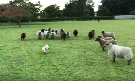 Veterinary Science, Norfolk Terrier, Sheep Dog, Foster Dog, People Funny, Herding Dogs, Over The River, Red Dog, Husky Puppy