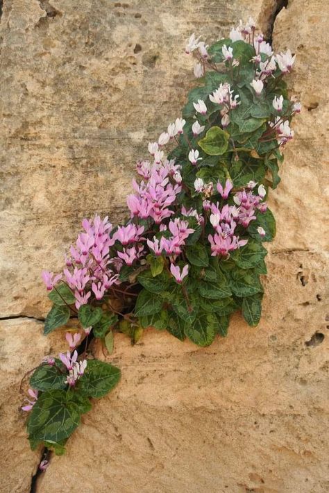 Flowers On Rocks, Crevice Garden, Cyclamen Flower, Rock Plants, Alpine Flowers, Seaside Garden, Paphos Cyprus, Alpine Garden, Rock Garden Plants